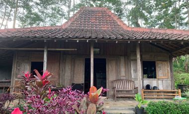 Dijual — Homestay Asri di Kawasan Sejuk Banyuwangi, Dekat Ijen