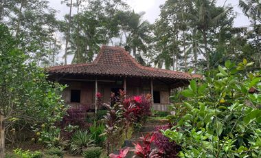 Dijual — Homestay Asri di Kawasan Sejuk Banyuwangi, Dekat Ijen