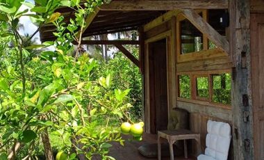 Dijual — Homestay Asri di Kawasan Sejuk Banyuwangi, Dekat Ijen