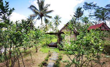 Dijual — Homestay Asri di Kawasan Sejuk Banyuwangi, Dekat Ijen