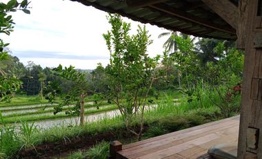 Dijual — Homestay Asri di Kawasan Sejuk Banyuwangi, Dekat Ijen