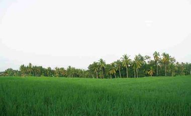 Dijual Cepat Luxury Villa Komersil Di Kawasan Wisata Ubud - Bali.