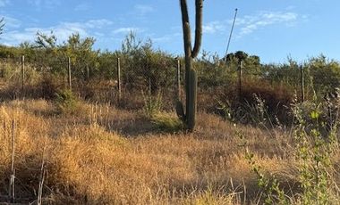 LOS MOLLES - LO OROZCO