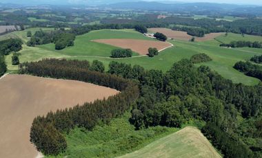 Campo lechero y ganadero en venta en las cercanías de Panguipulli