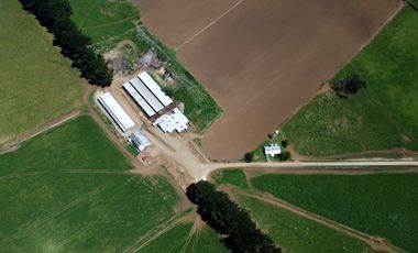 Campo lechero y ganadero en venta en las cercanías de Panguipulli