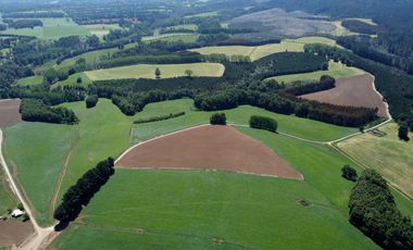 Campo lechero y ganadero en venta en las cercanías de Panguipulli
