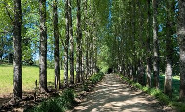 Campo lechero y ganadero en venta en las cercanías de Panguipulli