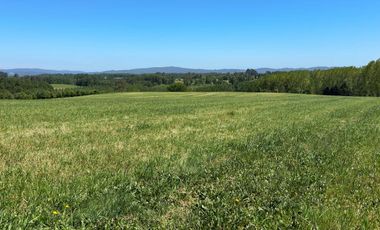 Campo lechero y ganadero en venta en las cercanías de Panguipulli