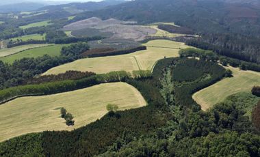 Campo lechero y ganadero en venta en las cercanías de Panguipulli