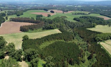 Campo lechero y ganadero en venta en las cercanías de Panguipulli