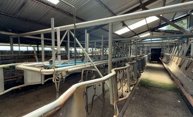 Campo lechero y ganadero en venta en las cercanías de Panguipulli