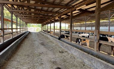 Campo lechero y ganadero en venta en las cercanías de Panguipulli