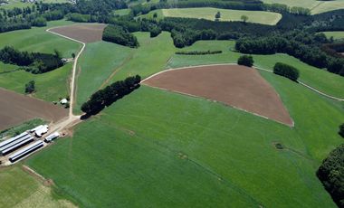 Campo lechero y ganadero en venta en las cercanías de Panguipulli