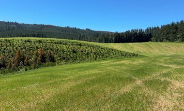 Campo lechero y ganadero en venta en las cercanías de Panguipulli