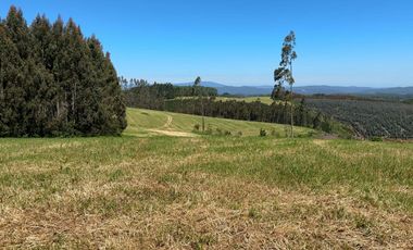 Campo lechero y ganadero en venta en las cercanías de Panguipulli