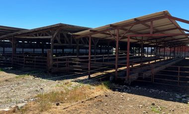 Campo lechero y ganadero en venta en las cercanías de Panguipulli