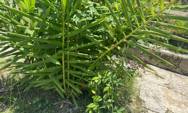 Jual Rumah Ciwareng Purwakarta Jawa Barat  254 m2 Pinggir Jalan Desa