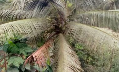 For Sale – Modern House in Licin, Banyuwangi