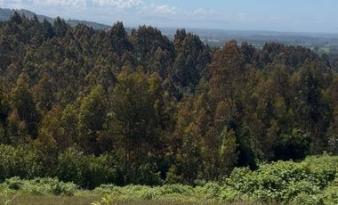 Venta de parcelas en Pichirropulli • ¡OFERTA Especial! $16.900.000