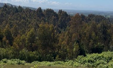 Venta de parcelas en Pichirropulli • ¡OFERTA Especial! $16.900.000