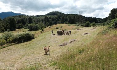 LOS LAGOS – CAMPO EN LAGO LAS ROCAS, COCHAMO
