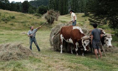 LOS LAGOS – CAMPO EN LAGO LAS ROCAS, COCHAMO
