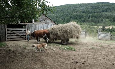 LOS LAGOS – CAMPO EN LAGO LAS ROCAS, COCHAMO