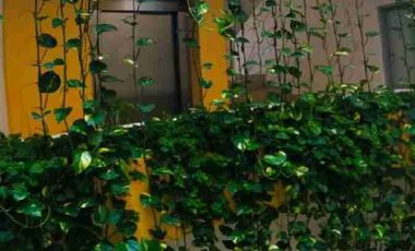 DEPARTAMENTO EN RENTA EN EL REFORMA