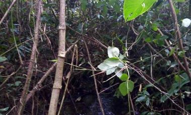 HERMOSO TERRENO RURAL