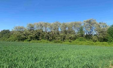 SE VENDE LINDO CAMPO EN MULCHEN