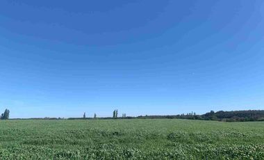 SE VENDE LINDO CAMPO EN MULCHEN