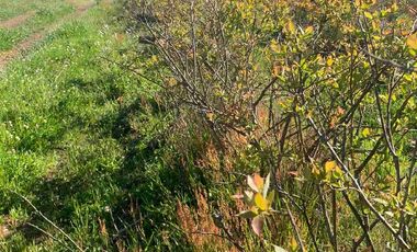 SE VENDE LINDO CAMPO EN MULCHEN