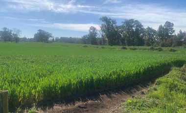 SE VENDE LINDO CAMPO EN MULCHEN