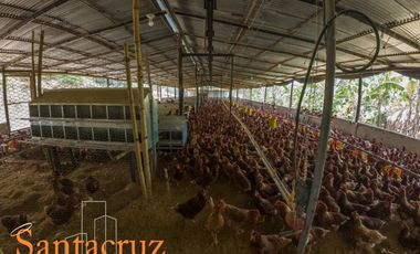 FINCA PRODUCTIVA AVÍCOLA