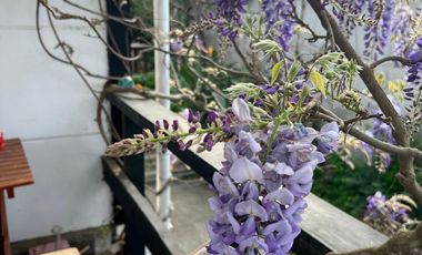 ACOGEDORA CASA DE UN PISO