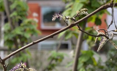 ACOGEDORA CASA DE UN PISO