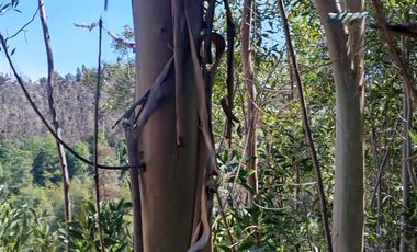 5000 m2 a 20 minutos de Concepción