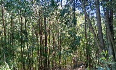 5000 m2 a 20 minutos de Concepción