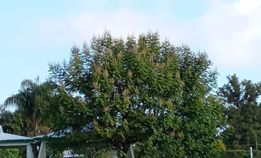 VENDO CASA 9,557 M2 EN TENANCINGO DE DEGOLLADO, ESTADO DE MEXICO ¡EXCELENTE OPORTUNIDAD !