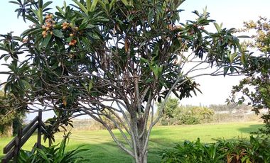 VENDO CASA 9,557 M2 EN TENANCINGO DE DEGOLLADO, ESTADO DE MEXICO ¡EXCELENTE OPORTUNIDAD !