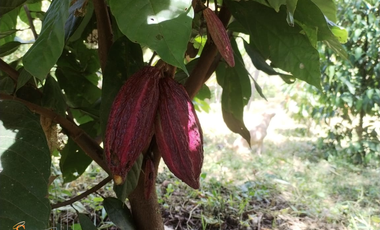 PARCELA DE SUELO SUB-URBANO LINDANTE CON RÍO