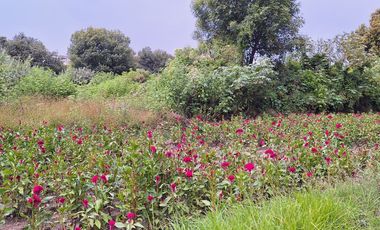 SE VENDE TERRENO EN SAN MARTÍN TLAMAPA, SANTA ISABEL CHOLULA PUEBLA