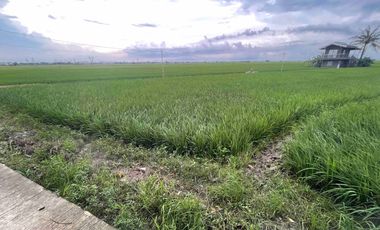 FOR SALE - Rice Farmland in San Leonardo, Nueva Ecija