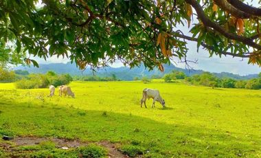 77 hectares agricultural land in Tanato, Balanga City, Bataan