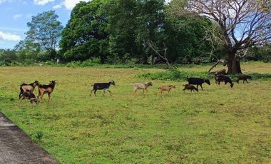 77 hectares agricultural land in Tanato, Balanga City, Bataan