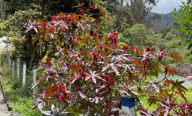 Se Vende Lote Gama, Cundinamarca.