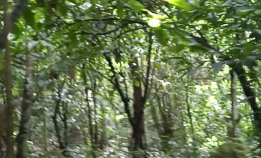 4 Ha para inversión