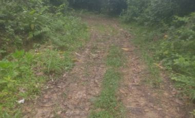 4 Ha para inversión