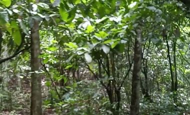 4 Ha para inversión