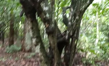 4 Ha para inversión